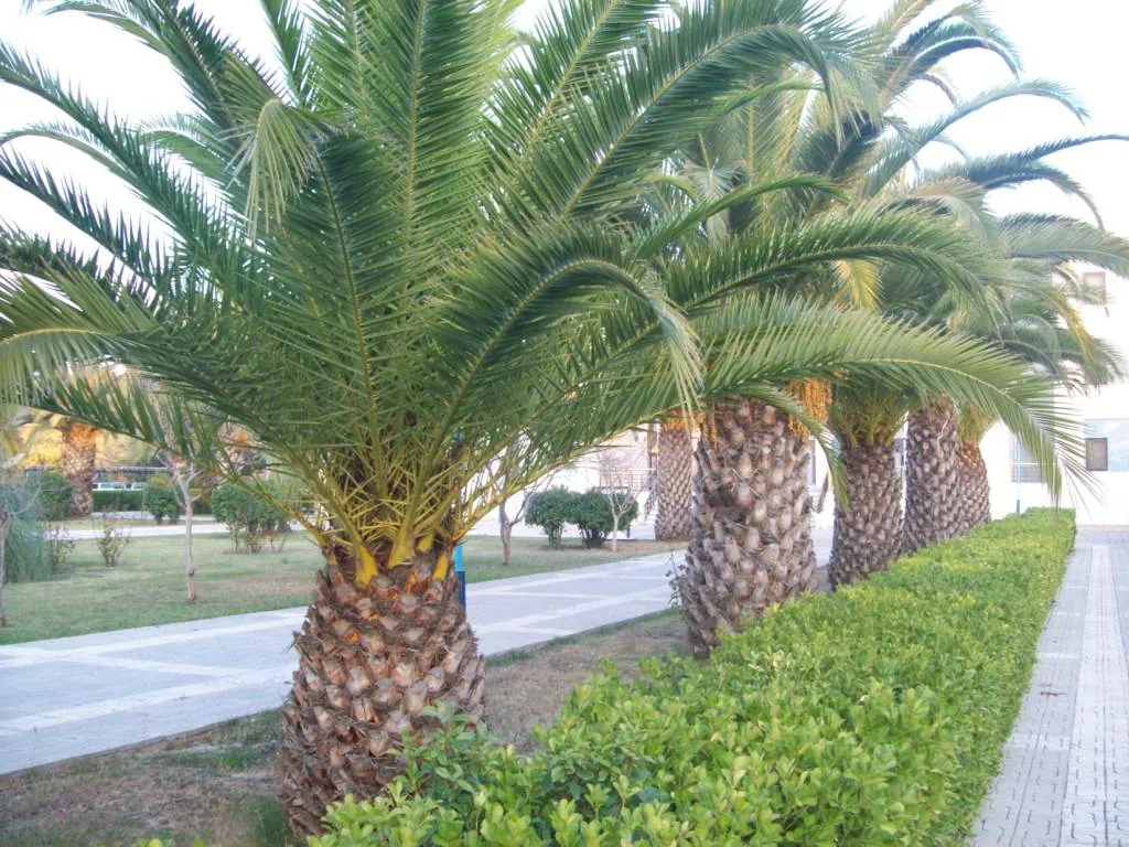 İzmir'in Tarihi ve Lezzet Durağı: Menemen